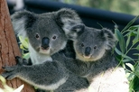 Sydney Taronga Zoo's Australian Animals Tour and Sky Safari
