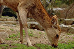 Nara Afternoon Tour - Todaiji, Deer Park, Kasuga Shrine
