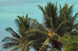Oahu Grand Circle Island Tour with Dole Plantation
