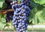 Afternoon Chianti Wine Tasting in Florence
