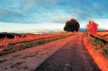 Afternoon Tour to the Chianti Region with Wine Tasting and Dinner from Florence

