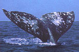San Diego Whale Watching Expedition Cruise

