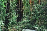 Muir Woods, Giant Redwoods and Sausalito, plus Bay Cruise
