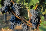 Wine Tasting at Chateaux and Terroirs - The Great Bordeaux Vineyards
