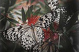 Butchart Gardens and Butterfly Gardens Tour
