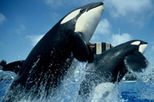 SeaWorld&reg; San Diego Ticket with Transport
