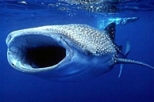 Mexican Whale Shark Adventure
