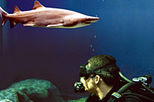 Dive with the Sharks at The Florida Aquarium in Tampa Bay
