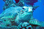 Maui Molokini Crater Snorkel Cruise
