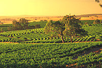 Barossa Valley Private Wine Tour