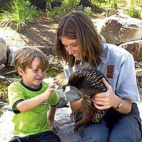 Sydney Taronga Zoo's Wild Australia Experience