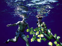 Na Pali and Ni'ihau 