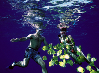 Na Pali and Ni'ihau 