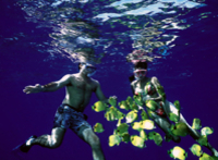 Na Pali Coast Kauai Snorkel and Sail