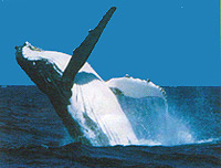 Moreton Bay Whale Watching from Brisbane