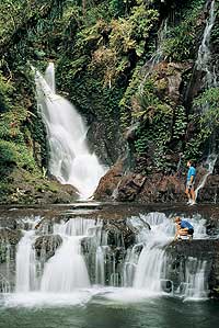O'Reilly's Rainforest Tour from Brisbane