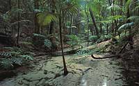 Overnight Fraser Explorer Eco Tour from Brisbane