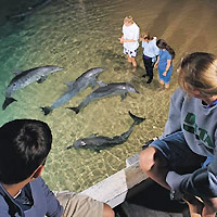 Tangalooma Resort and Dolphin Feeding Tour from Brisbane
