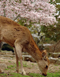 Nara Afternoon Tour - Todaiji, Deer Park, Kasuga Shrine