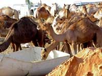 Private Al Ain City Sightseeing Tour - The Garden City