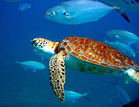 Barbados Shipwreck and Turtle Adventure