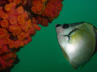 Cabo San Lucas 2 Tank Customized Dive
