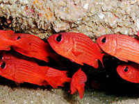 Discover Scuba Diving around Los Cabos