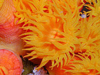 Discover Scuba Diving around Los Cabos