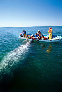 Majestic Whale Watching Adventure from Los Cabos