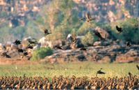 4WD Kakadu Experience Tour departs Darwin