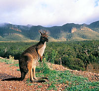 Grampians National Park and Kangaroos Tour