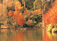 Marvellous Melbourne City Sights and Dandenong Ranges Day Tour