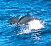 Port Stephens and Nelson Bay 4WD Adventure Tour including Dolphin Cruise