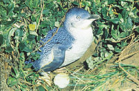 The Little Penguins Parade - Direct Evening Tour