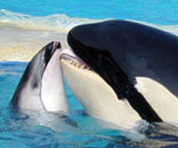 Miami Seaquarium with Transport