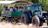 Australia The Whitsundays & Hamilton Island - Whitsunday Wildlife Safari and Crocodile River Cruise including Lunch activities