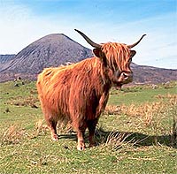 Three Day Scottish Wilderness - Inverness and the Highlands