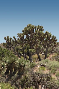 Joshua Tree Extreme Adventure