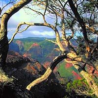 Kauai Waimea Canyon Experience