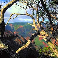 Waimea Canyon Kauai Experience