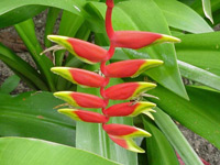 Soufriere Island Delight, St Lucia