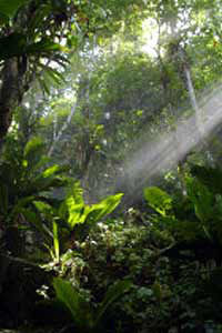 St Lucia Rainforest Wonder