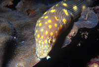 St Lucia's Glass Bottom Boat Tour