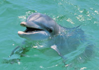 Whale Watching / Dolphin Spotting in St Lucia
