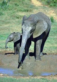 Addo Elephant Park Game Safari