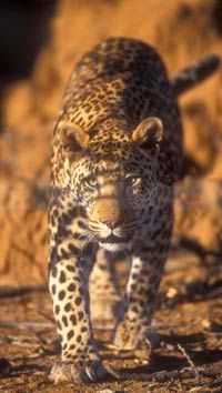 Four Day Classic Etosha Tour from Swakopmund