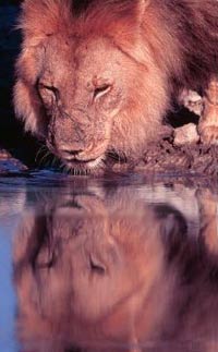 Four Day Classic Etosha Tour from Windhoek