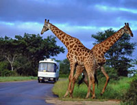 Full Day Aquila Game Reserve Wildlife Safari