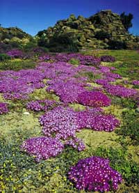 Full Day Flower Express - Wildflowers of South Africa