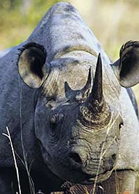 Full Day Hluhluwe Game Reserve Safari